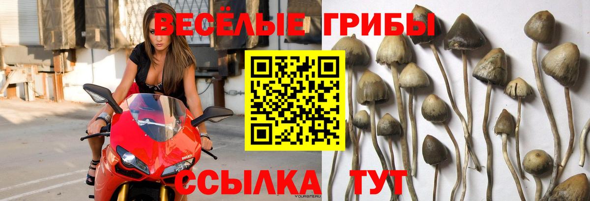 Галлюциногенные грибы Cubensis Саратов